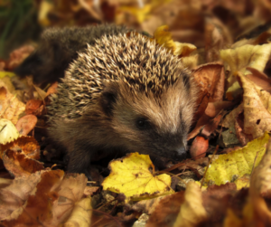 Actus QSE-RSE - actualités réglementaires - veille réglementaire - conformité réglementaire - veille rse - veille environnement - veille sst - réglementation - évaluation de conformité - comité de veille - veille qhse